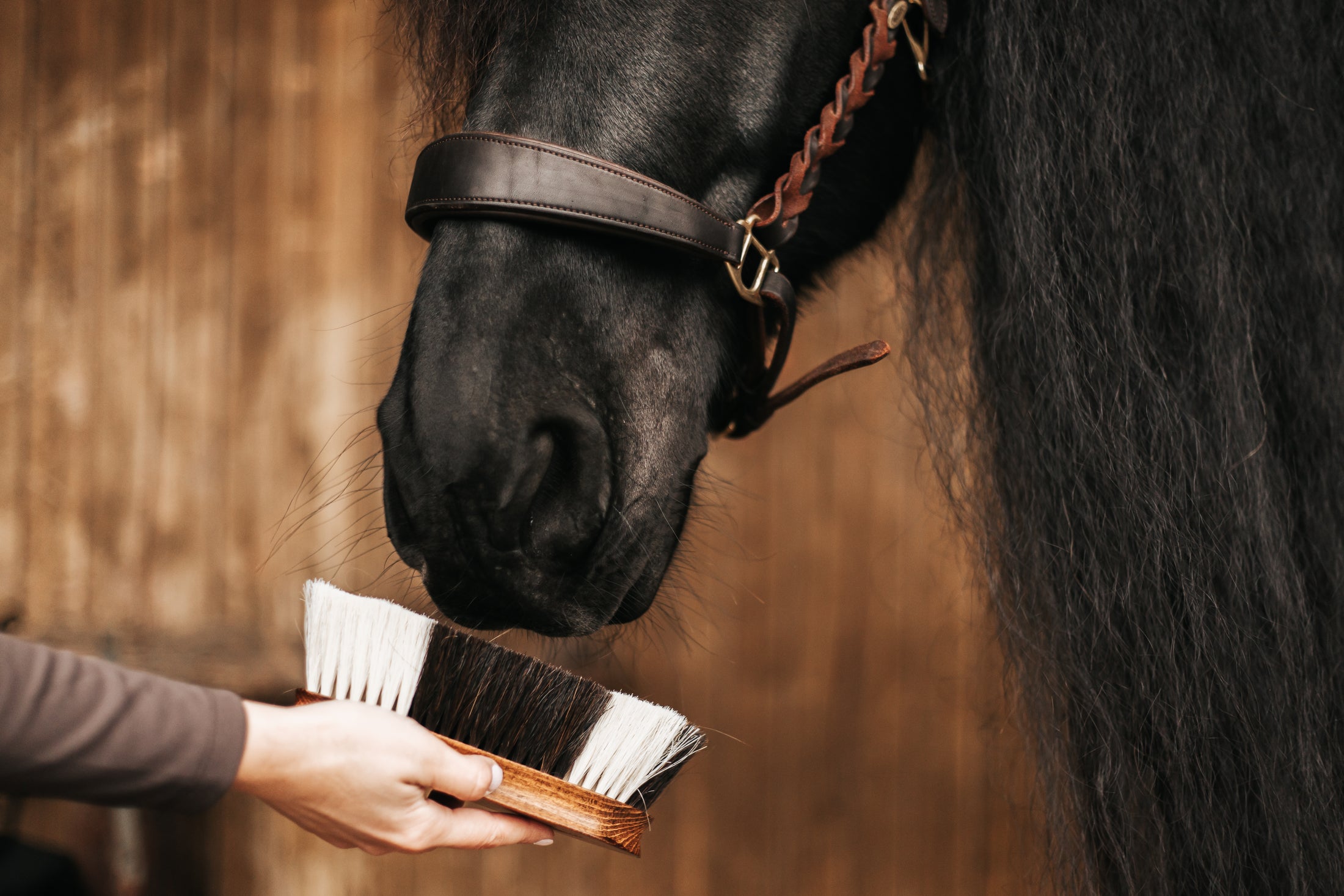 Fur shine brush "FAVO"