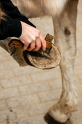Load image into Gallery viewer, Hoof Pick "LILO"