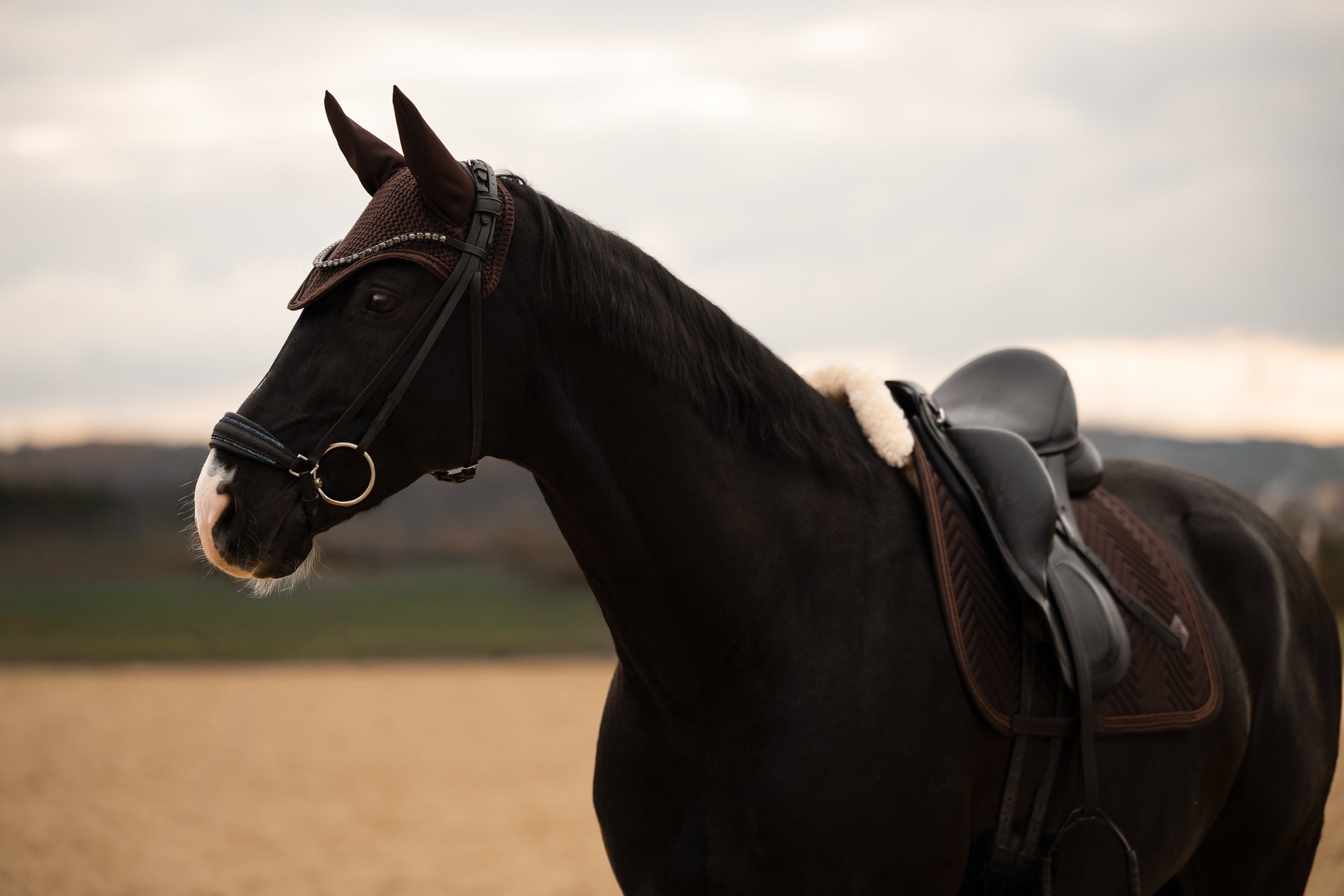 Fliegenhaube Pure Chocolate