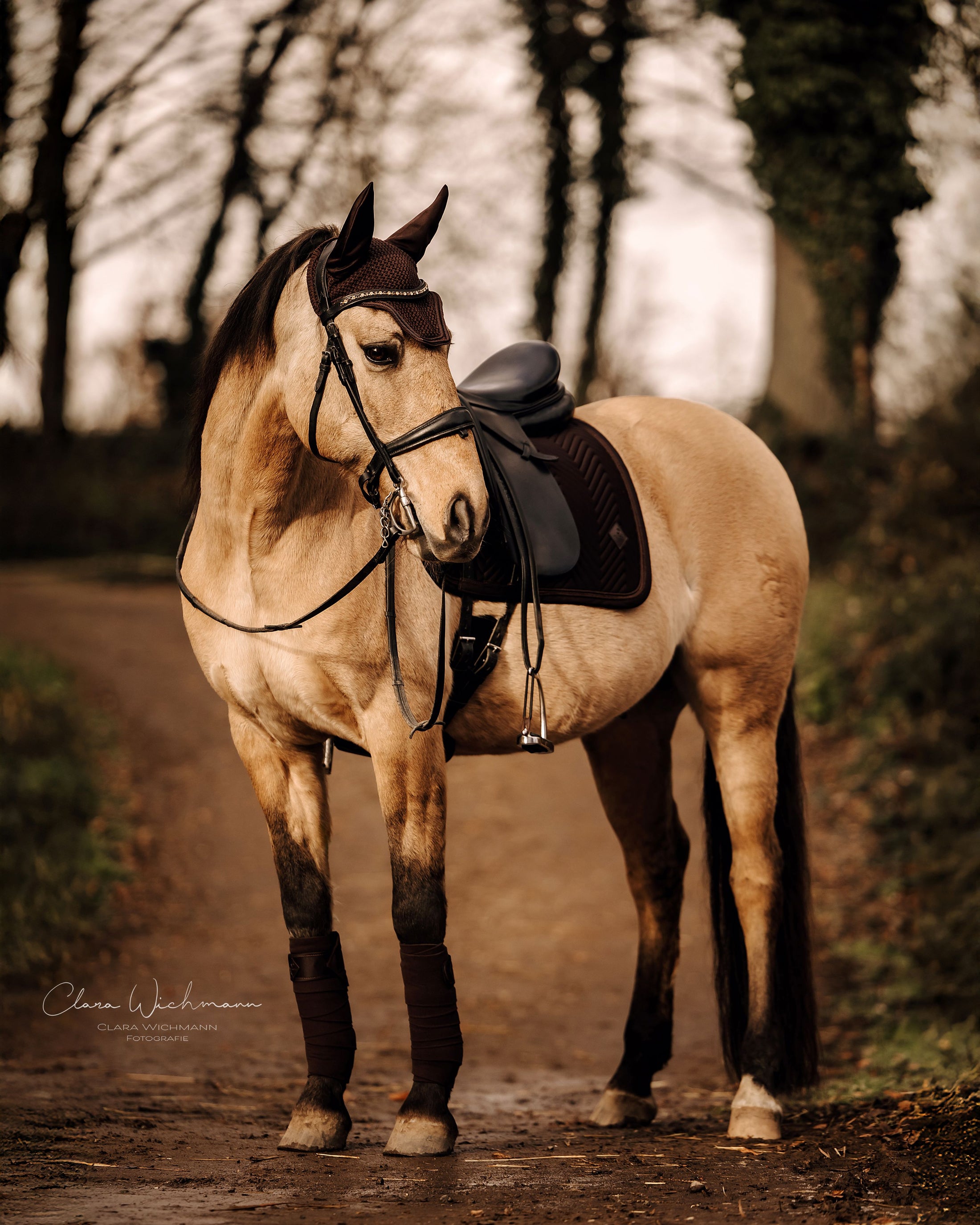 Dressur Set mit Schabracke, Fliegenhaube & Bandagen Pure Chocolate